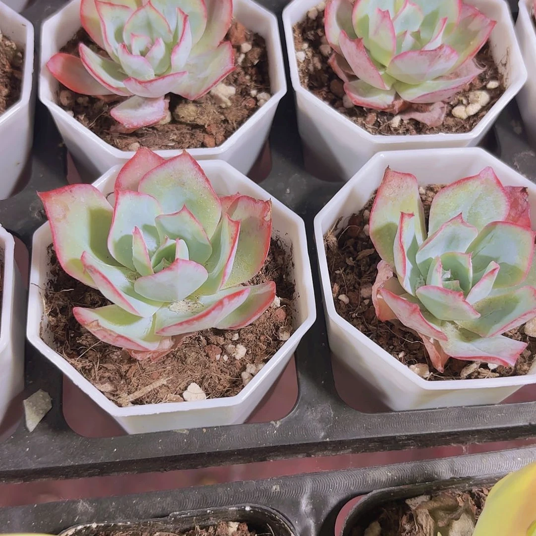 精品蓝光多肉植物