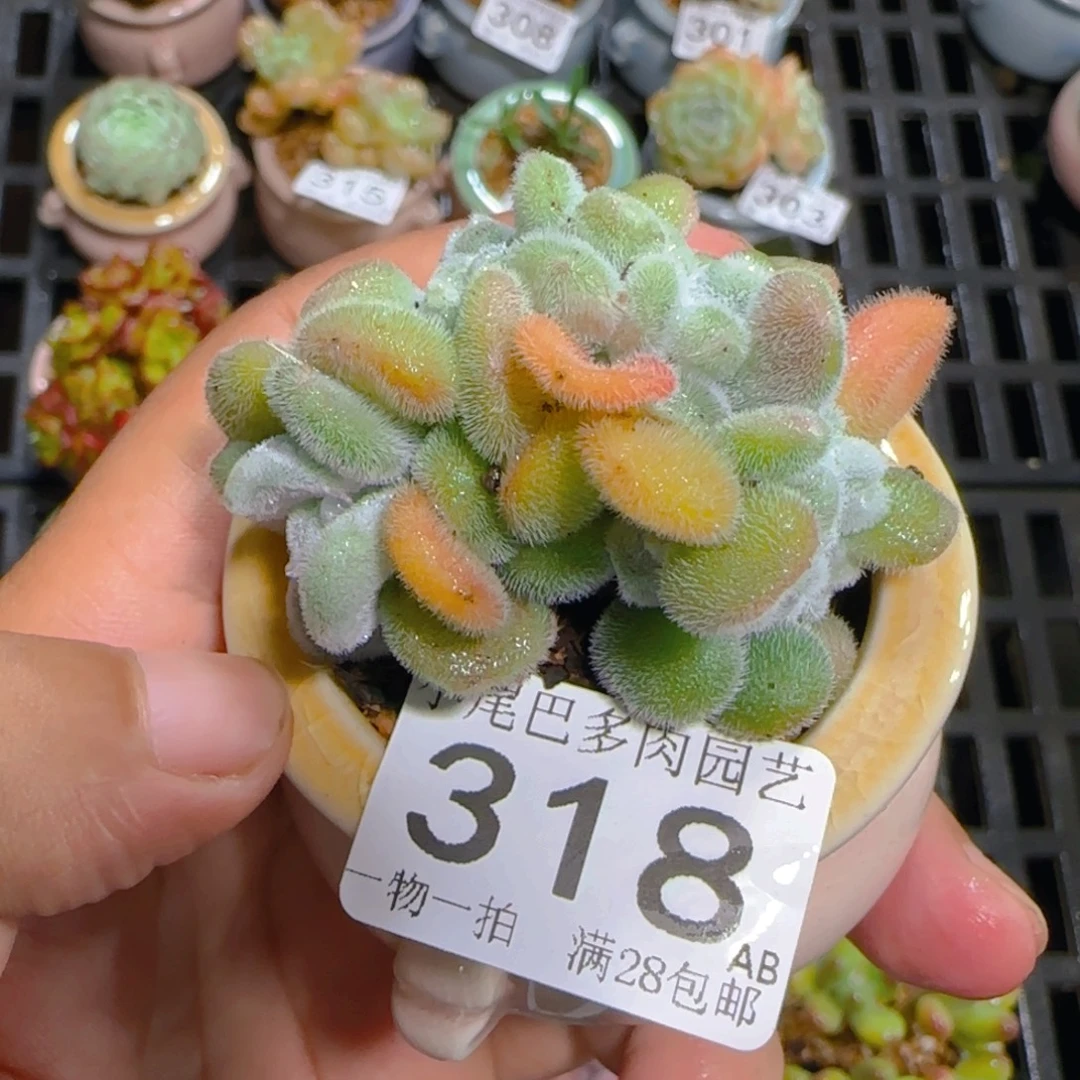 AB小尾巴5CM迷你拇指盆栽精控多肉318