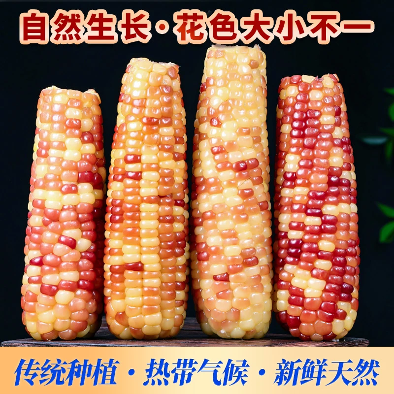 云南西双版纳小花糯小玉米代餐早餐轻食低脂加热即食