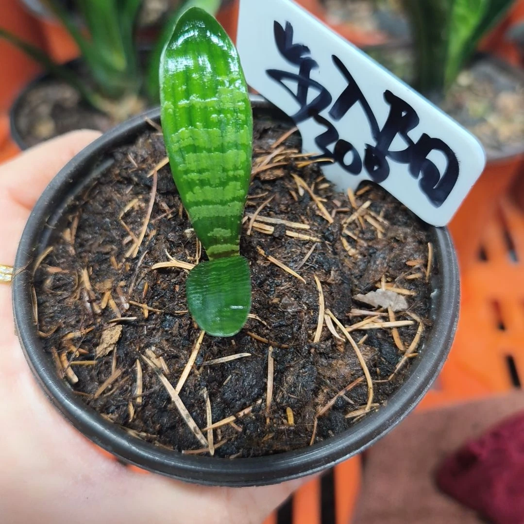 步***光无花朵君子兰直播带货王