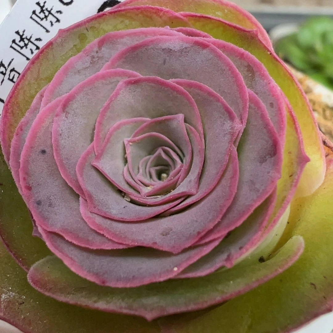 陈陈901开播福利绝色x各种