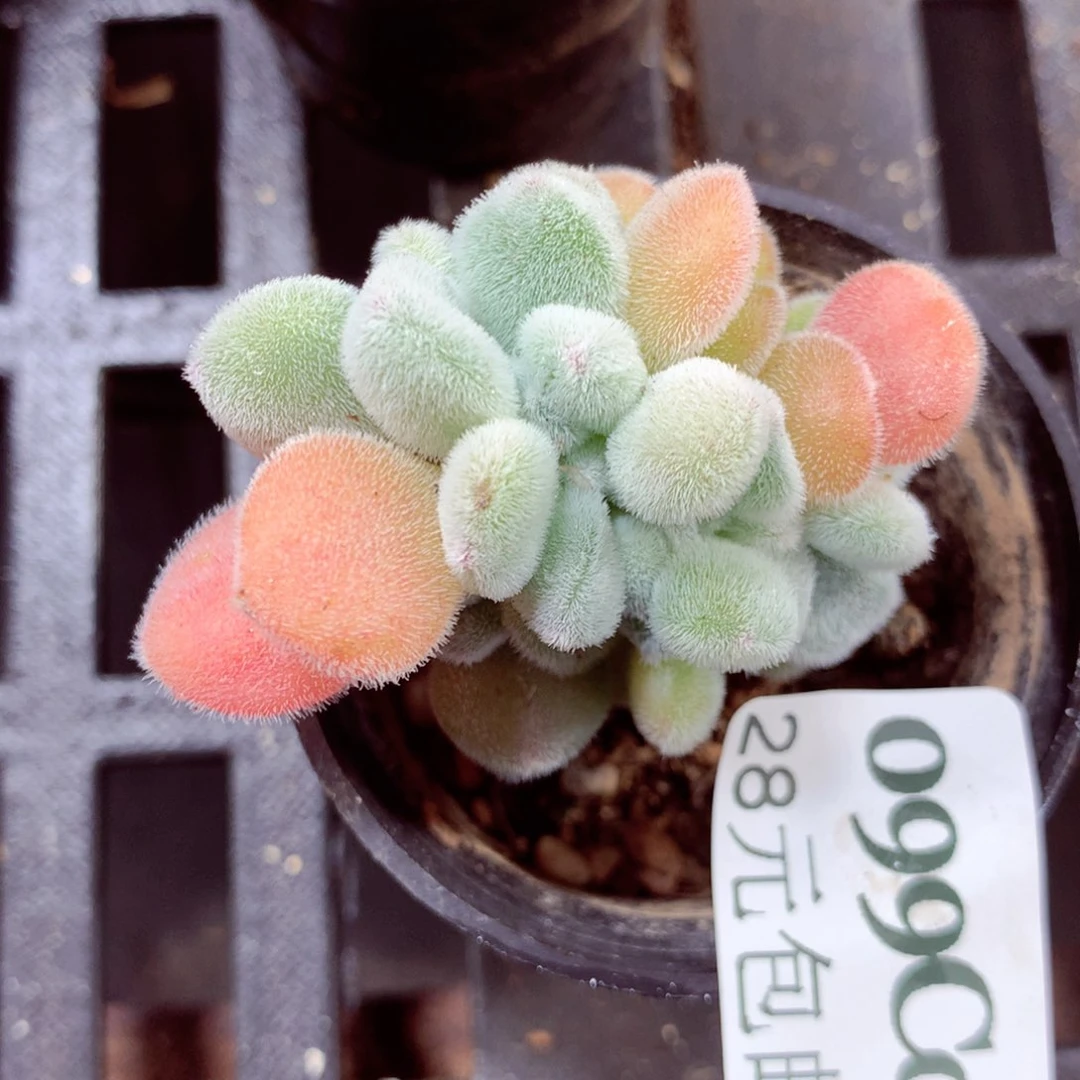 5厘米盆精控多肉099