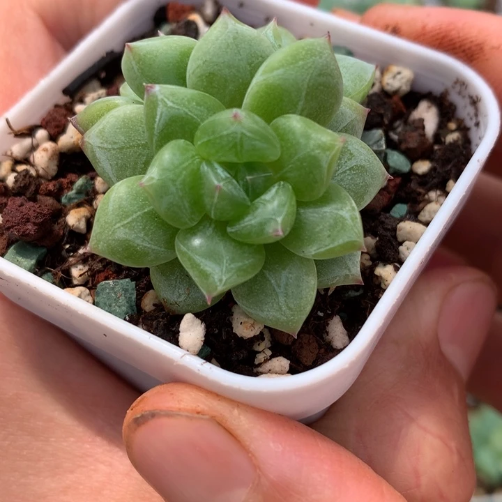 全部花朵双头一颗4号♥️