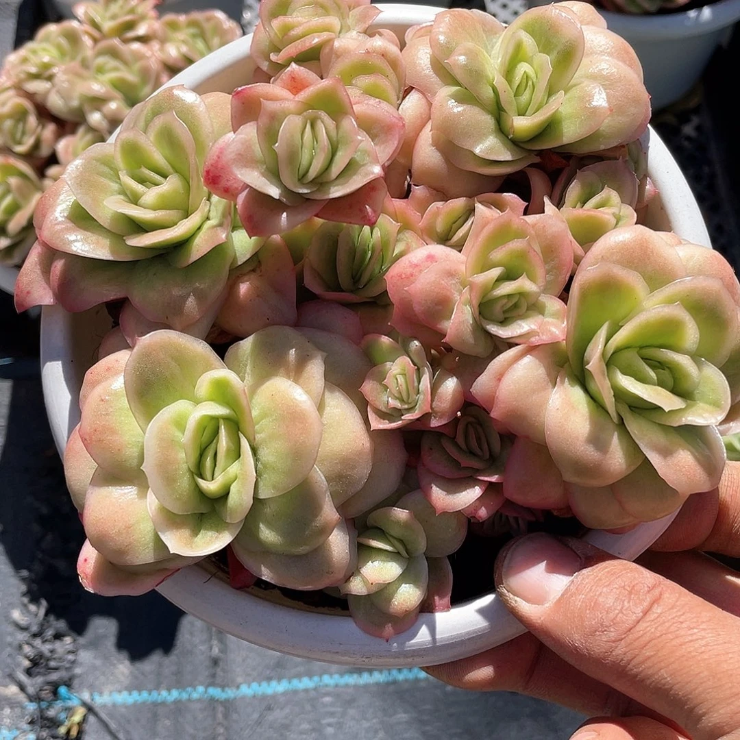 大盆冰玫瑰锦带盆发货