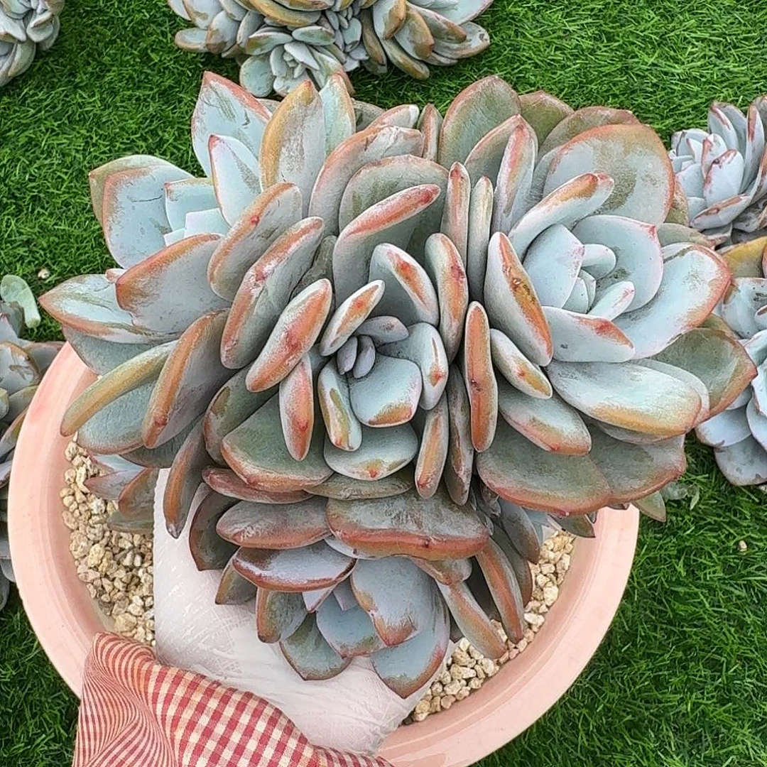 ****君498售后范围签收起7天内