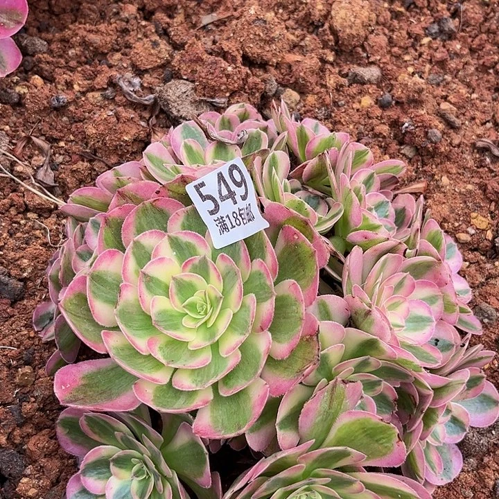 549倾城朵朵无根福利发货