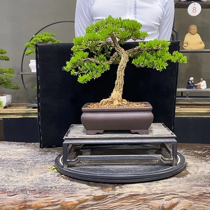 完全开放黄杨盆景四季常青