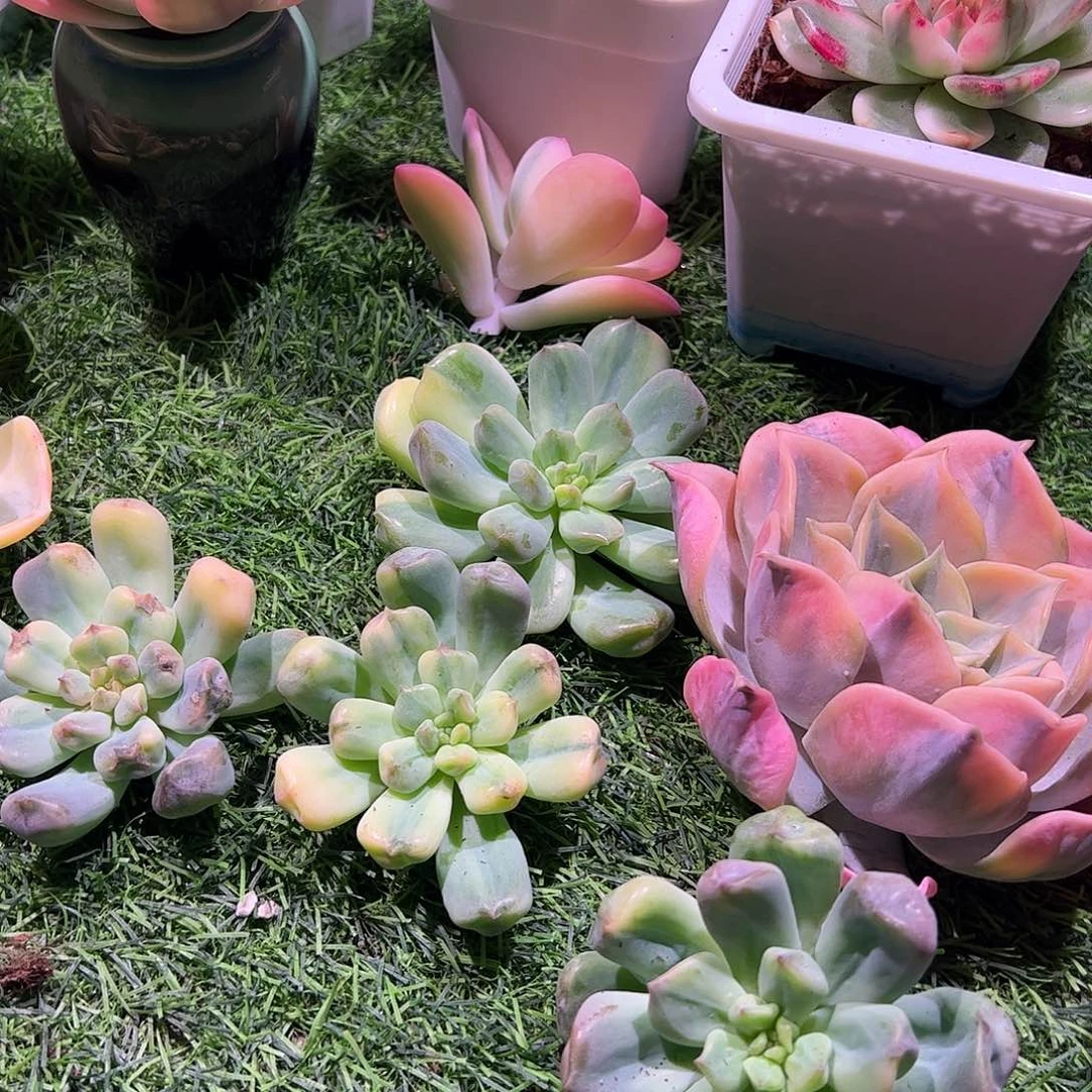 呵***哈多肉植物多肉植物