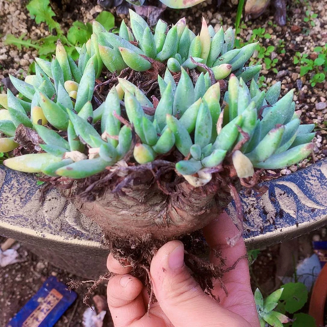 昱****741绿菊拇指杂交仙女杯