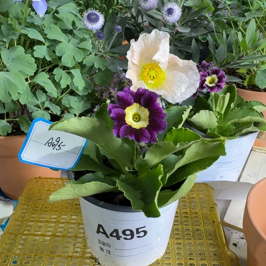 一物一拍    耳叶A495
