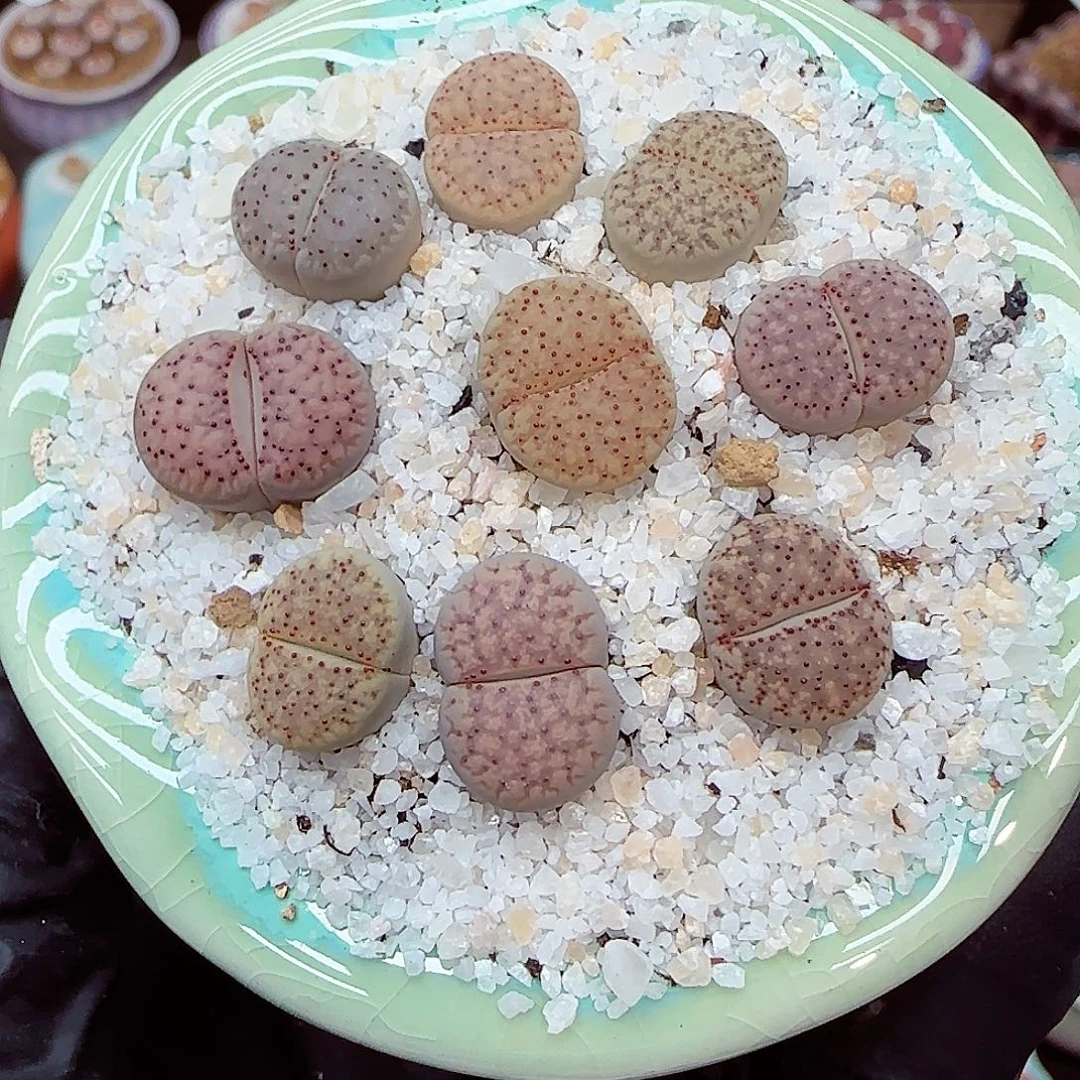 生石花满18包邮0918-265