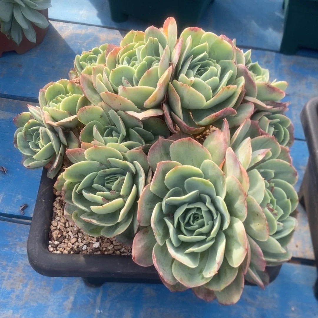 桃花坞。