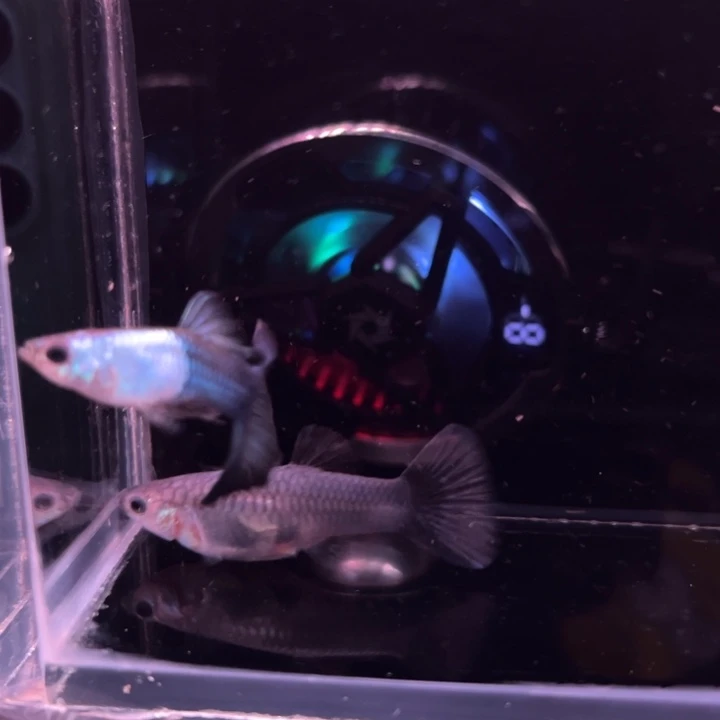 孔雀鱼埃尔银蓝礼服1对