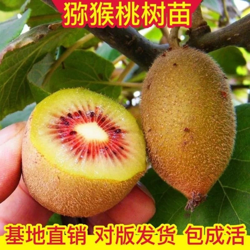 猕猴桃树苗盆栽地栽软枣红心猕猴桃大果耐寒南北方种植当年结果