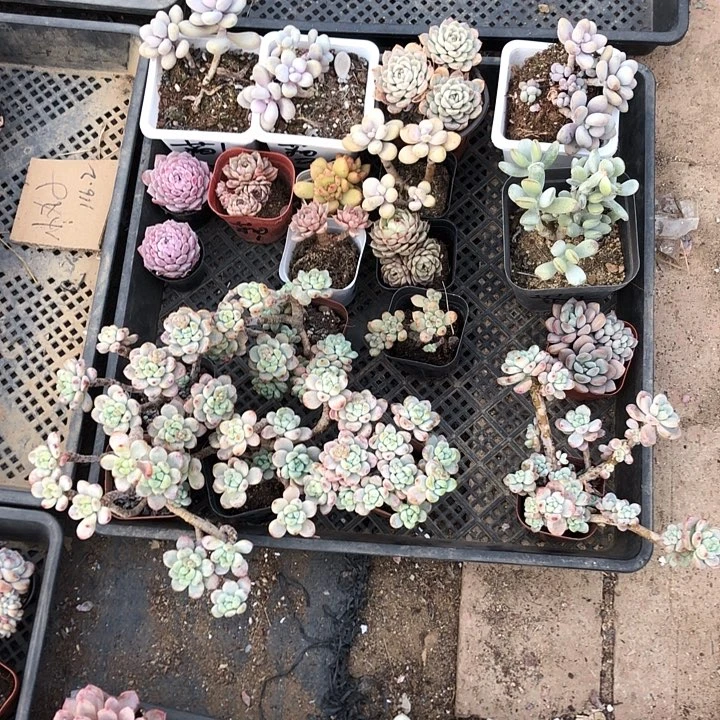 猫猫多肉。山东临沂