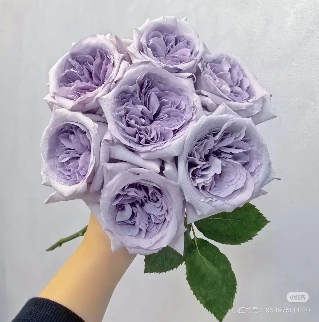 云南鲜花 紫荔枝玫瑰20枝（一单中通，两单升级冷链发货）