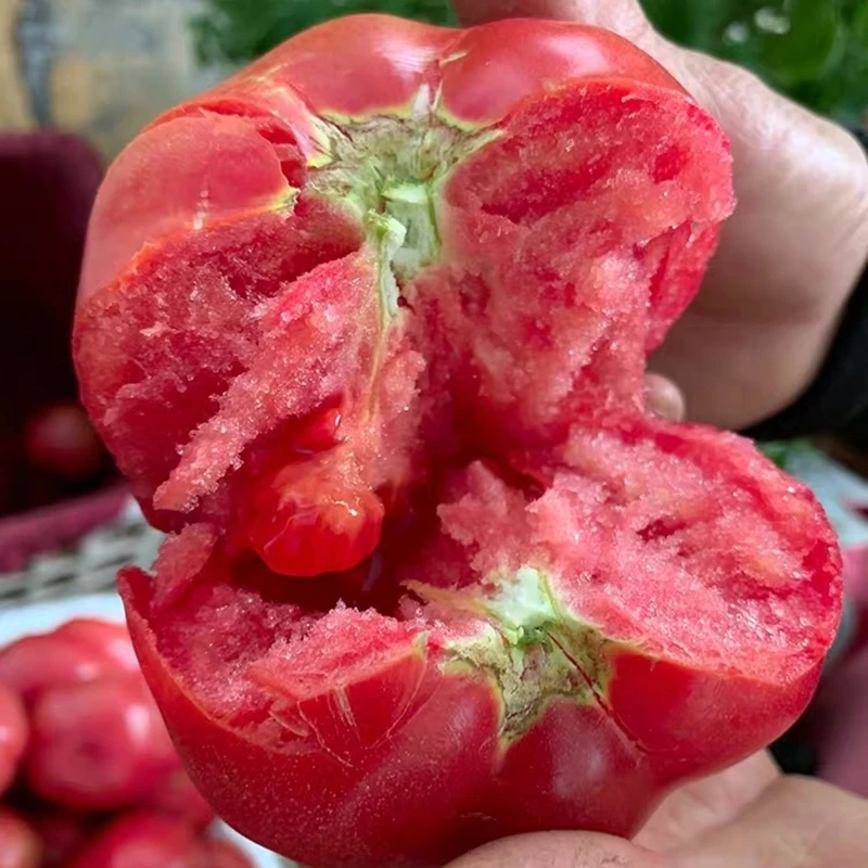 现摘自然熟攀枝花露天沙瓤西红柿新鲜蔬菜水果酸甜多汁