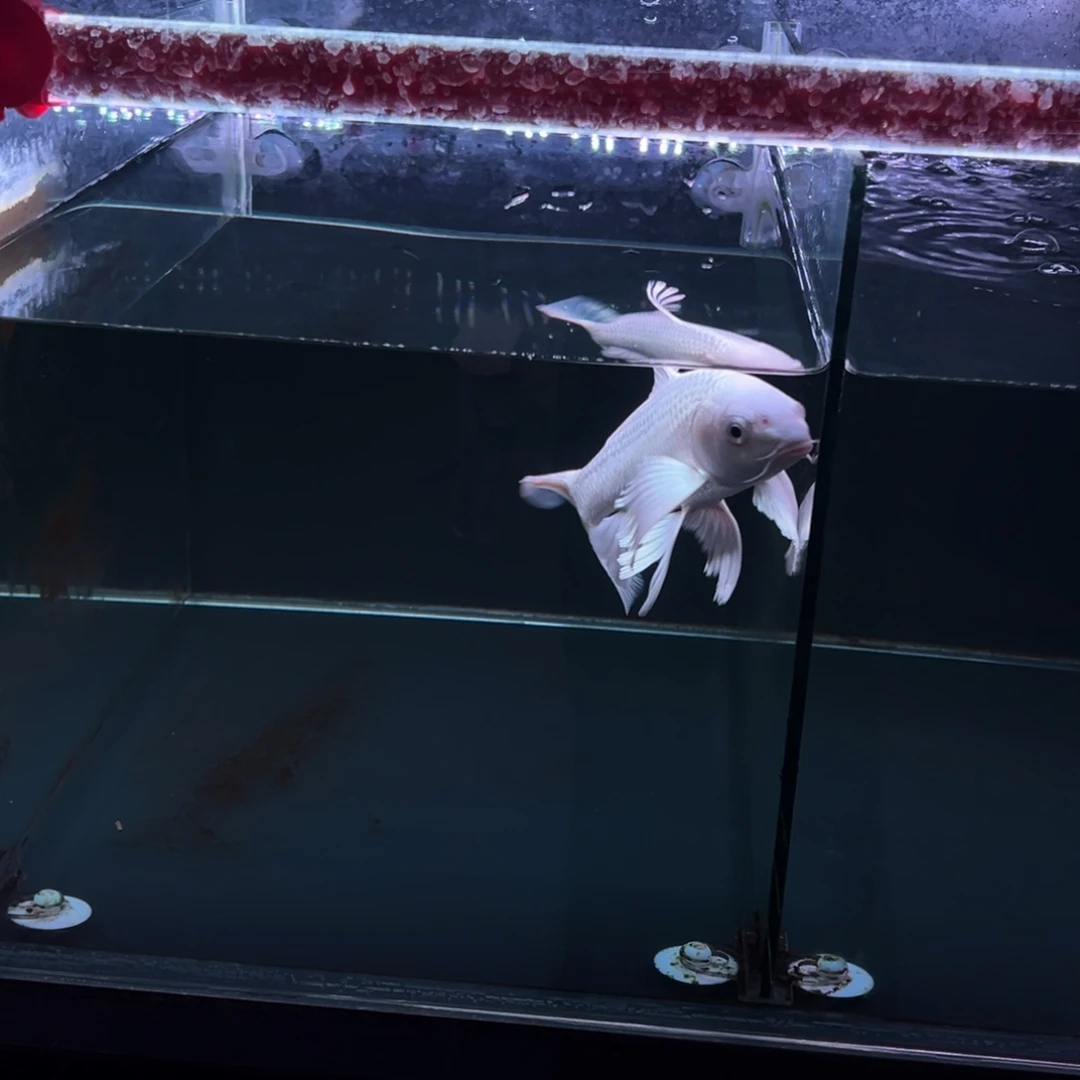 海水鱼汽*?哈哈哈哈哈哈哈哈