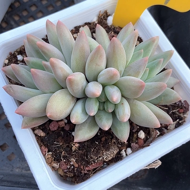 多肉植物水晶球937