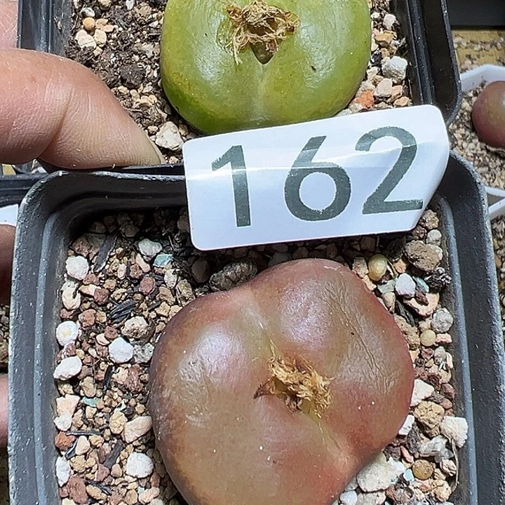 癸***魅162号毛汗尼2个多肉植物