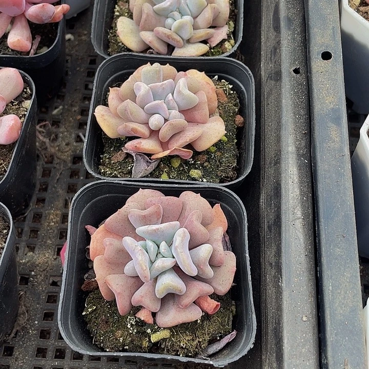 雪精灵带盆土发货