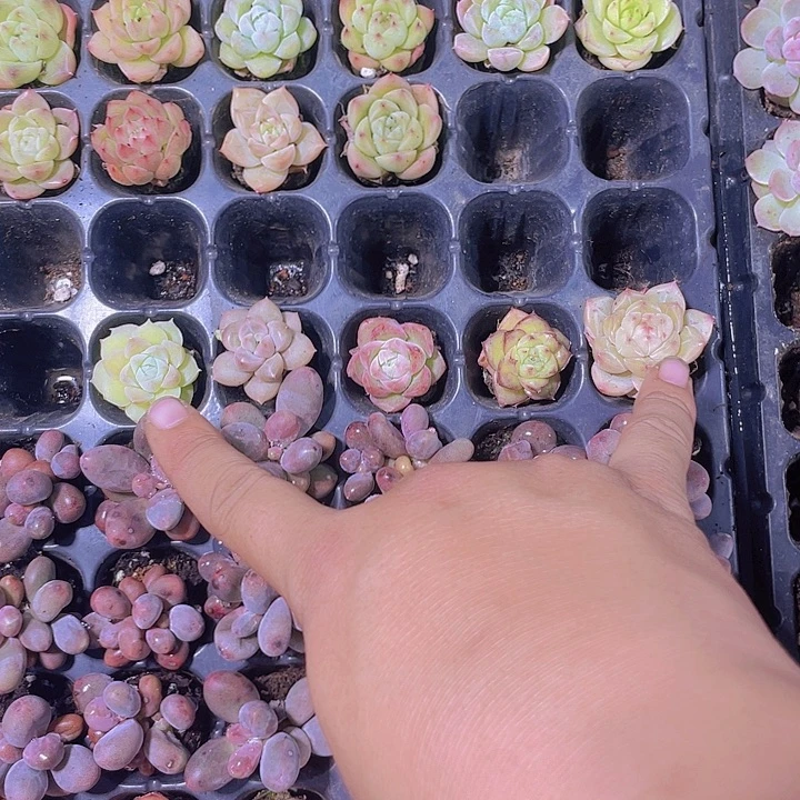 成***漂5颗麦杆【满10颗包邮】