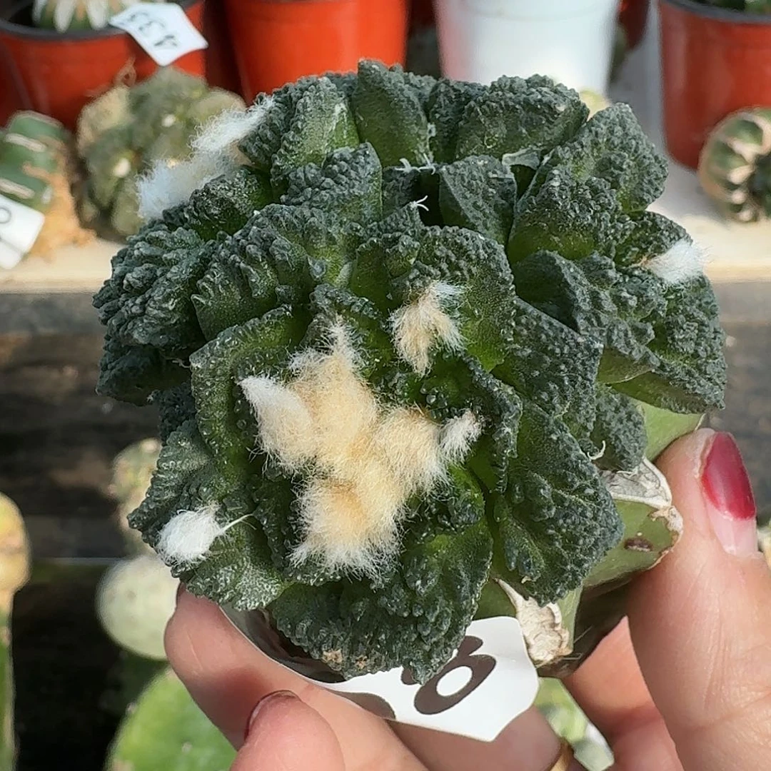 无花朵群头辛顿牡丹608
