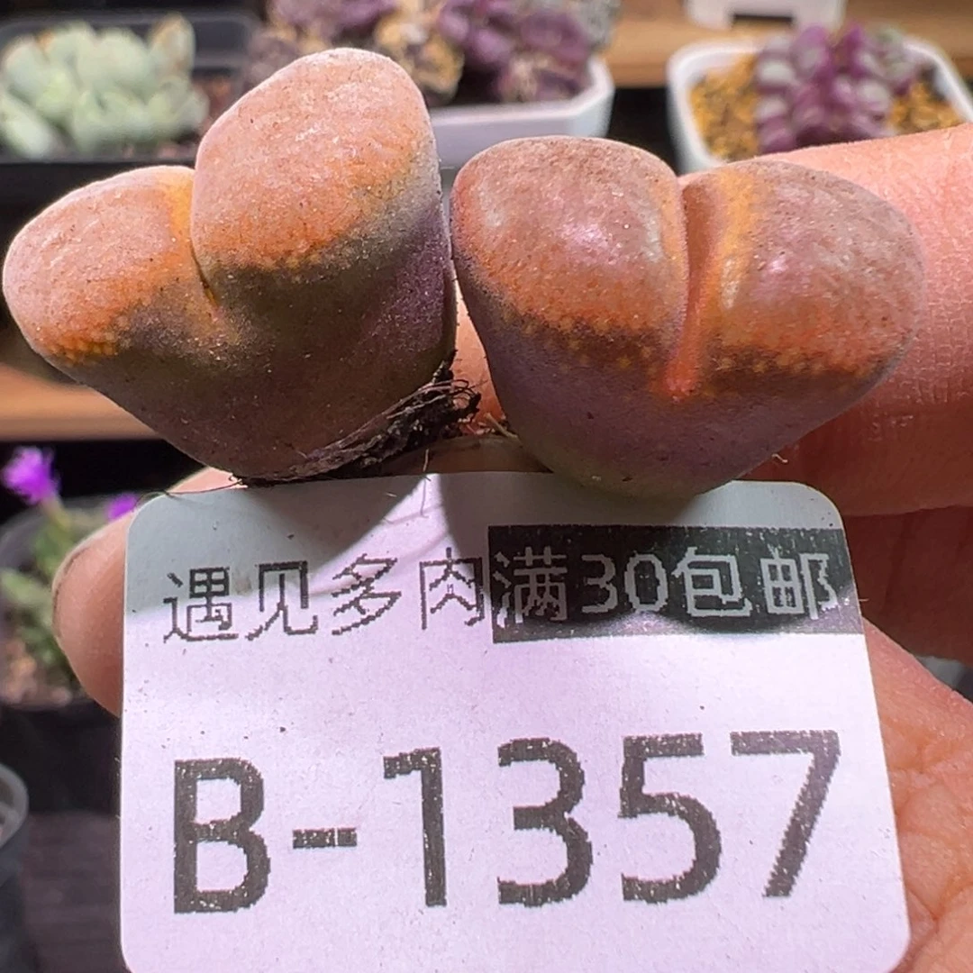 多肉植物1111111111111