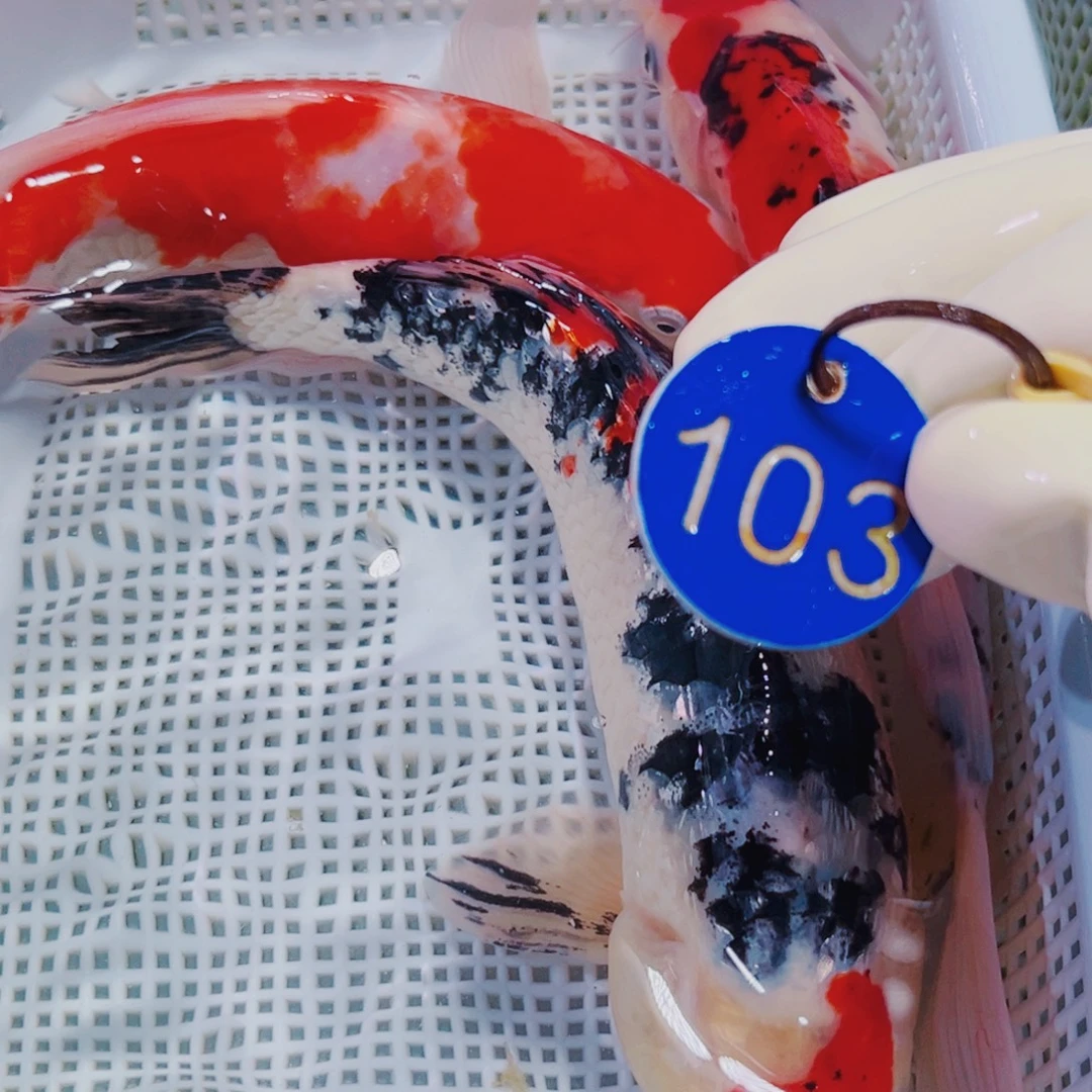 锦鲤103 锦鲤冷水观赏