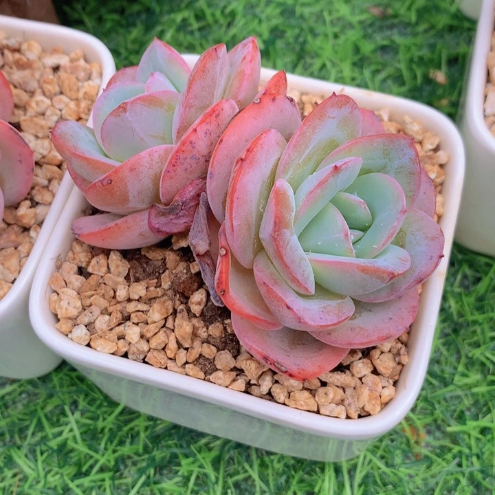 多肉乐园布鲁兰8