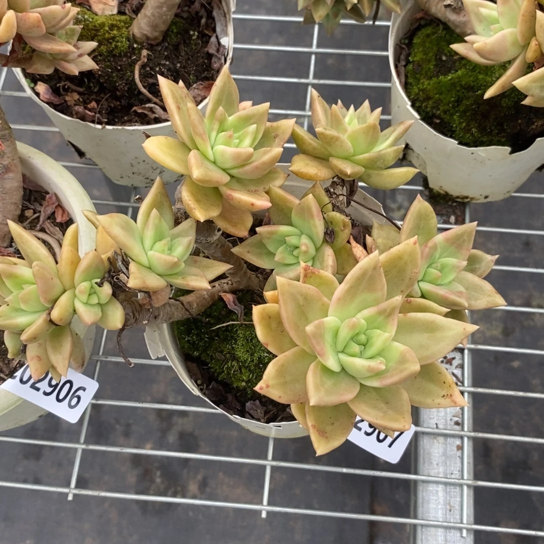 2907黄金表丽娜一物一拍
