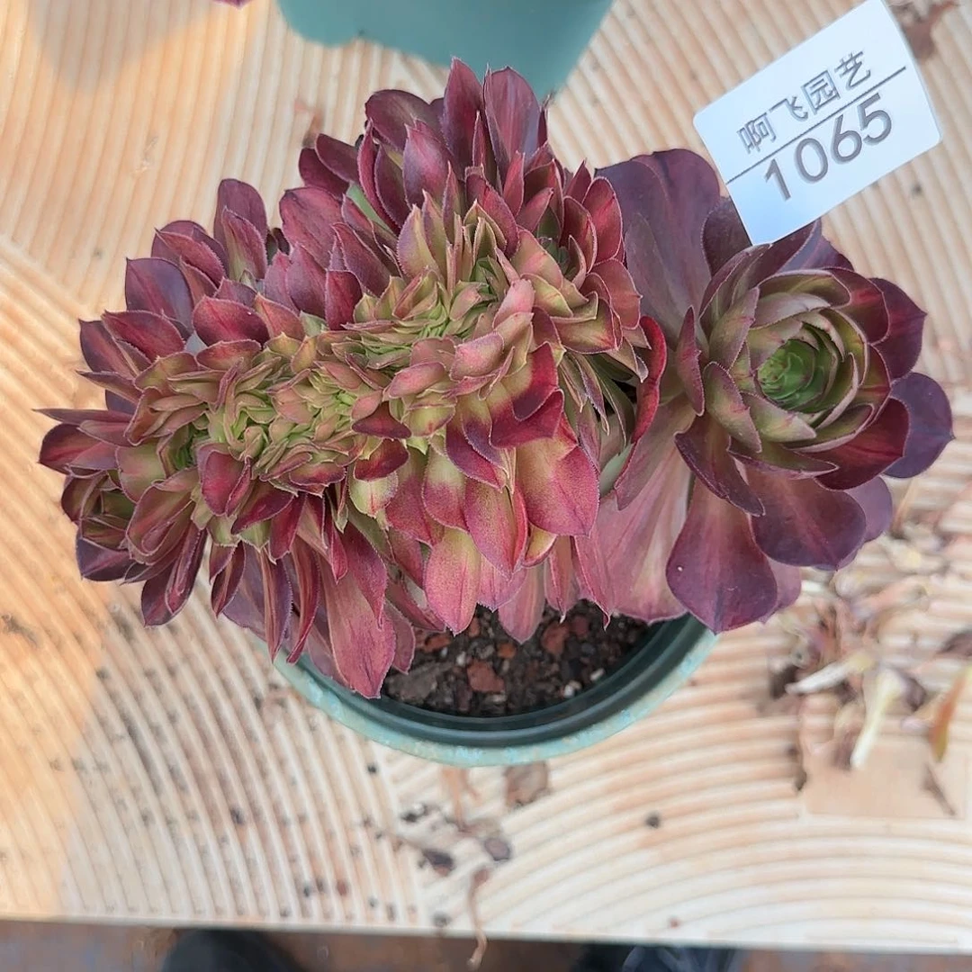 《****》1065多肉 抹茶缀法师