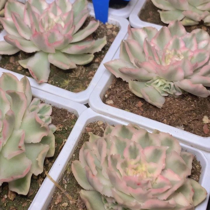 a73紫蝴蝶锦单头脱土