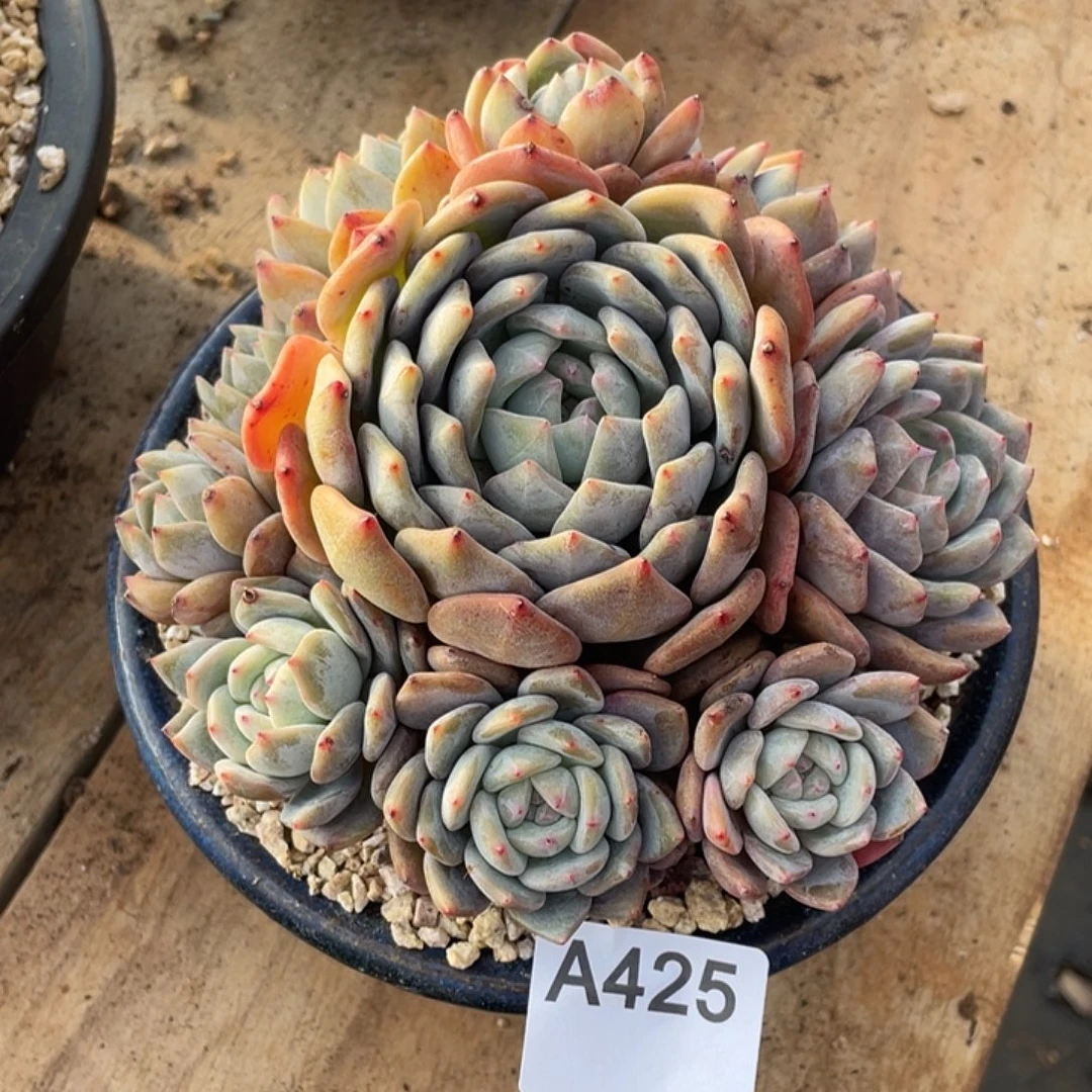 ༺***༻425多肉植物多肉植物