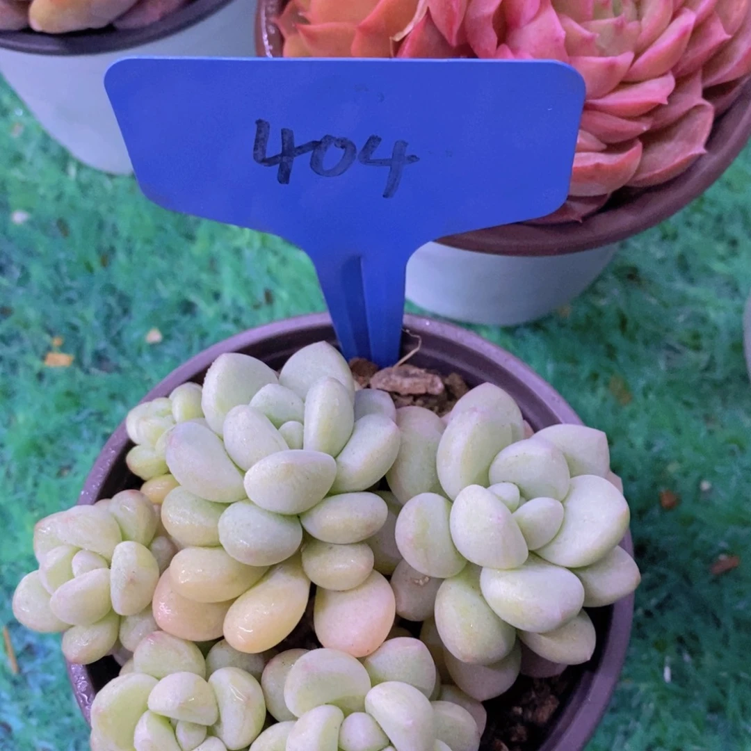 开心多肉，今天不对称，不包价