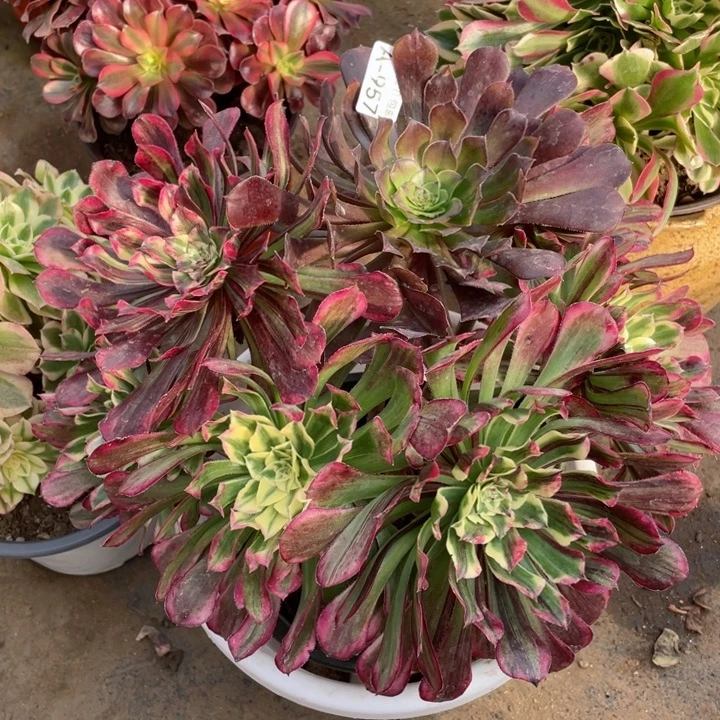 957铜花顺多肉1244678多肉