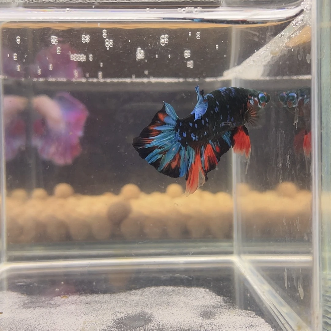 海水鱼可博101018