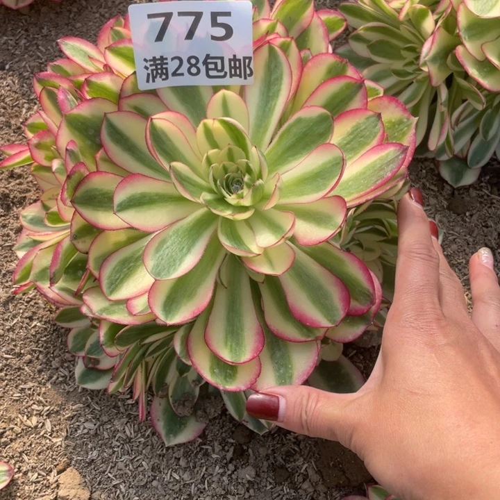 775大倾城二号棚M多肉