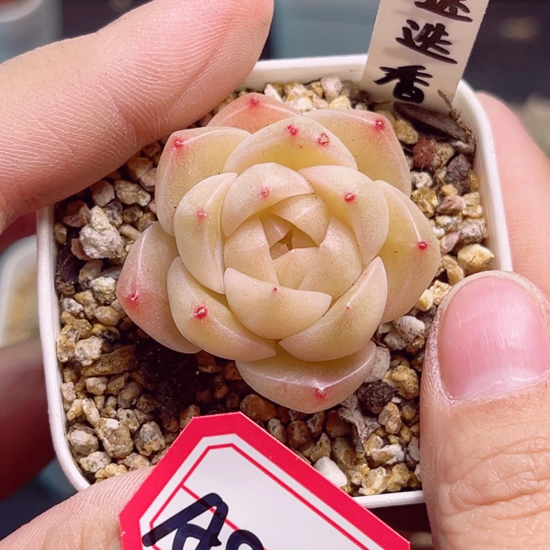 A808一物一拍 迷迭香