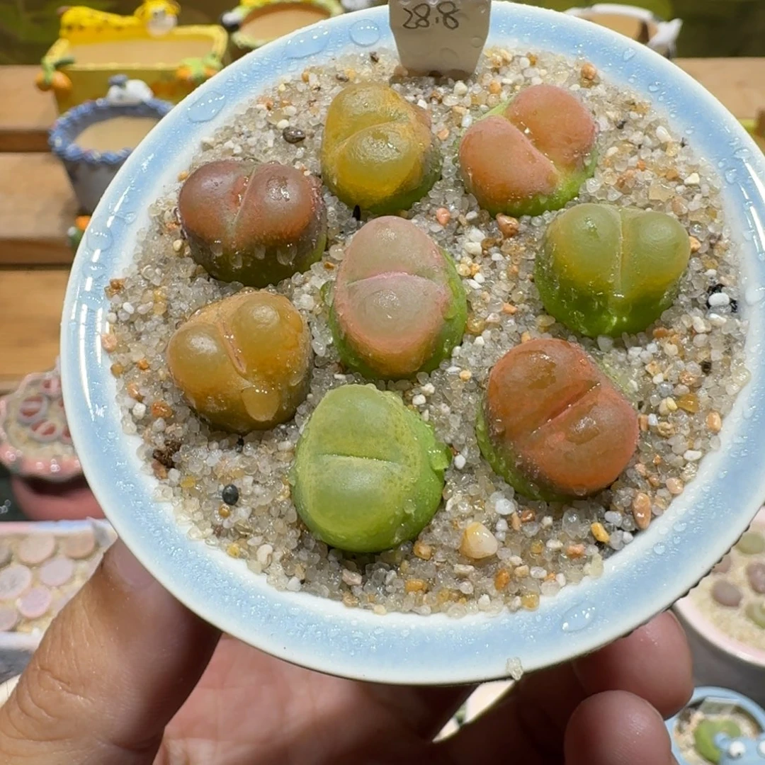 蘑菇1192毛汉尼彩拼多肉植物