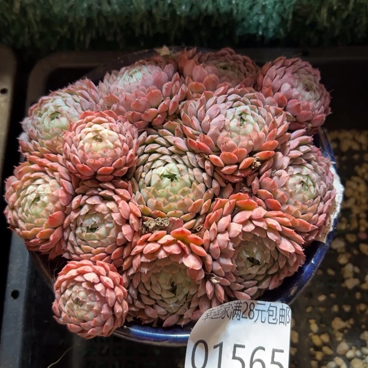 幸运的是我还在努力地