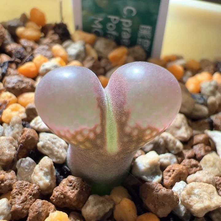 436。优选1802.1 紫烟豆豆。