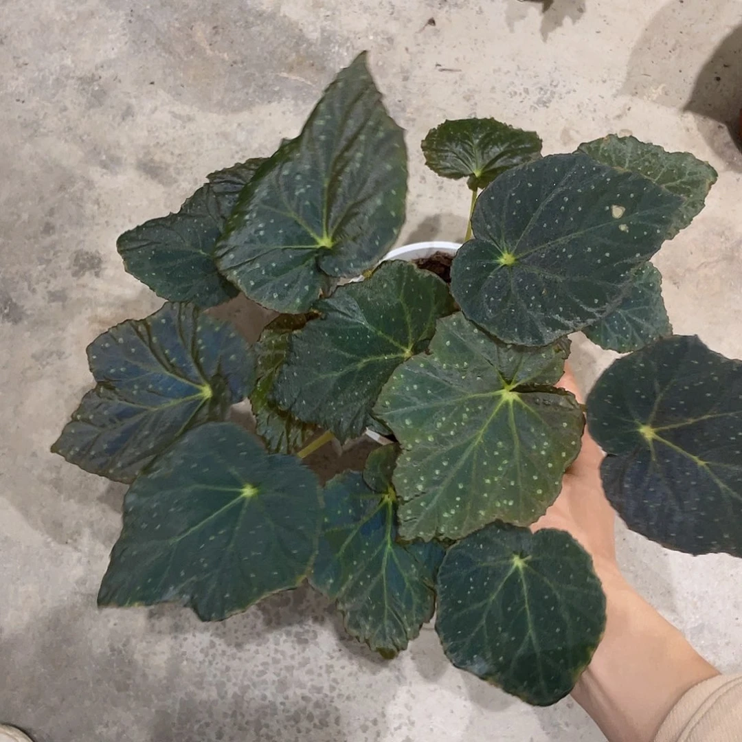 无花朵枫叶星空秋海棠