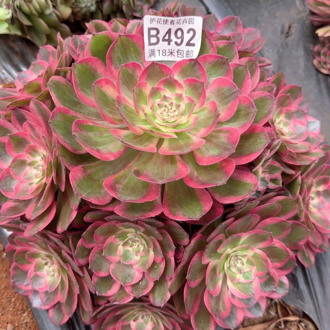 多肉法师云菏捧花