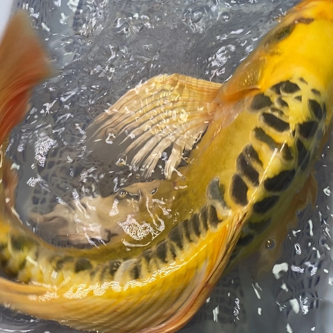 锦鲤冷水锦鲤（无开箱视频不售后）