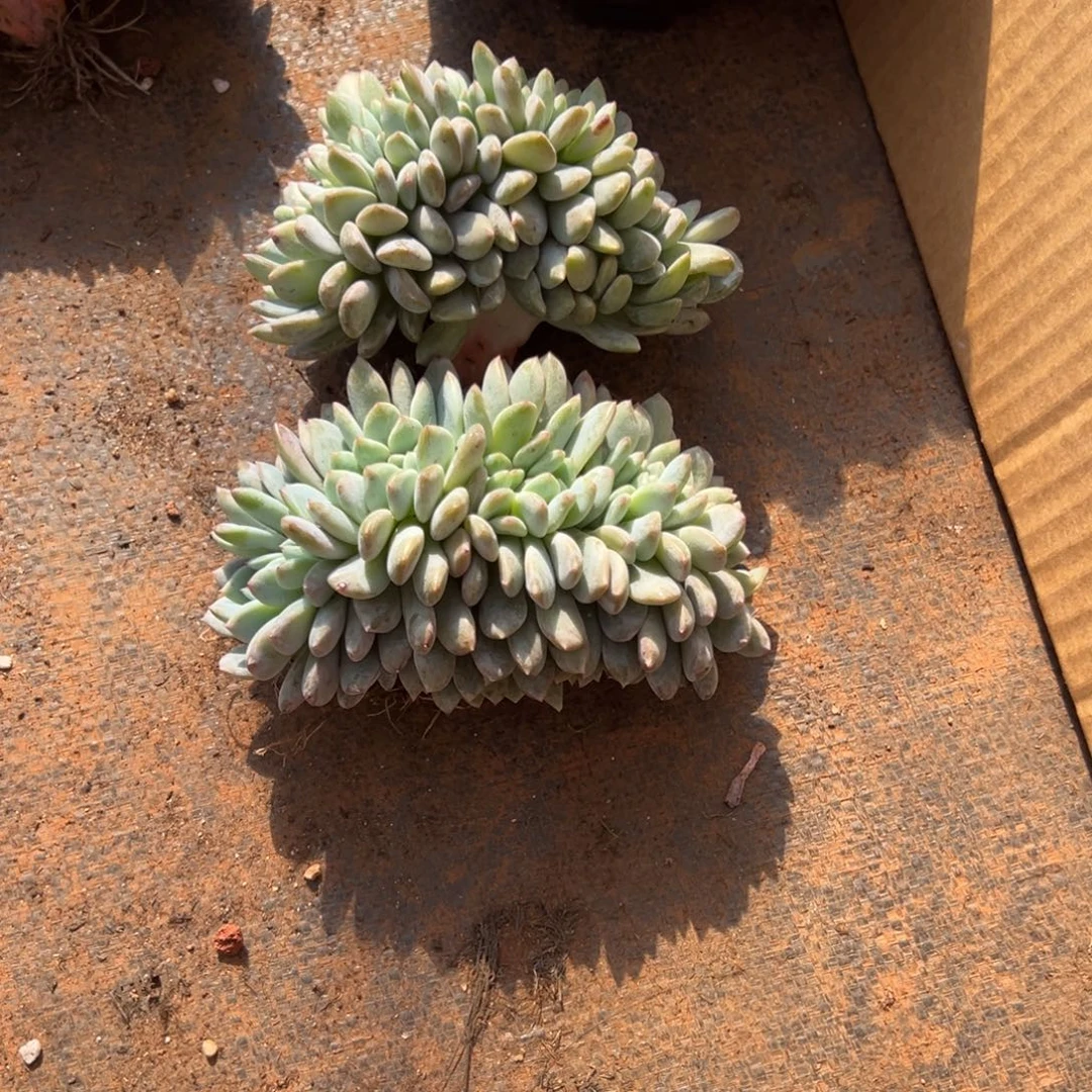 大***鱼缀呀呀呀呀呀呀呀呀