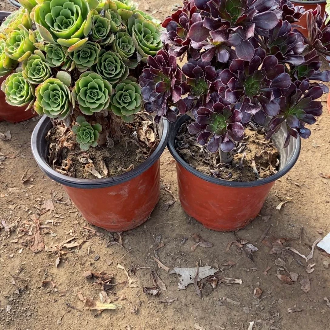 1号链接两颗不重复法师