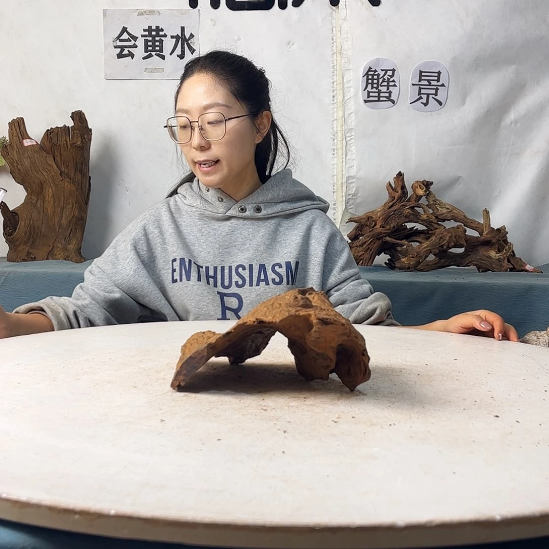 沉木造景寄居蟹造景