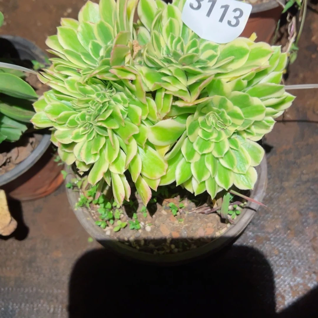 我3113 号多肉植物法师新年福利