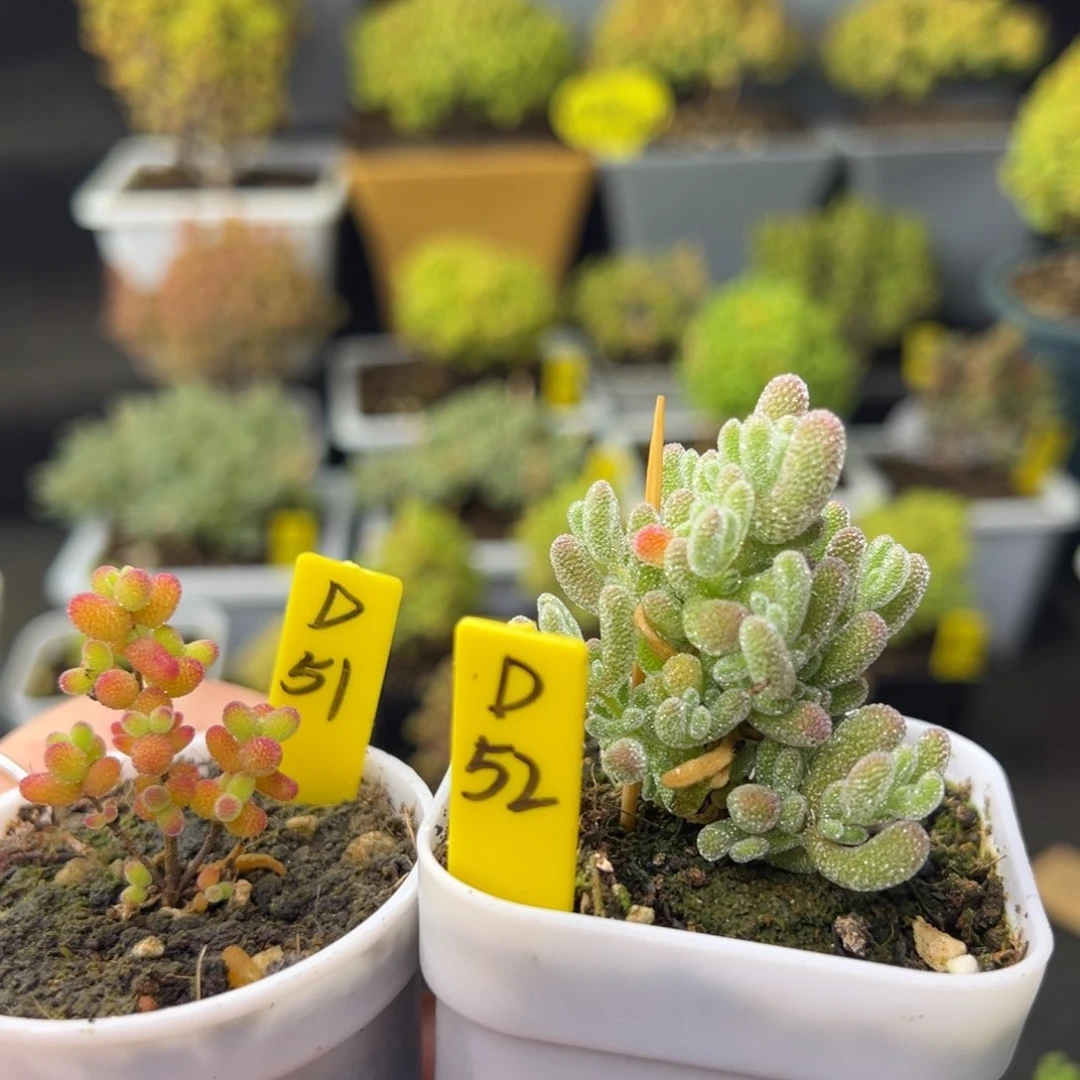 冰晶➕金桔带盆带土发货